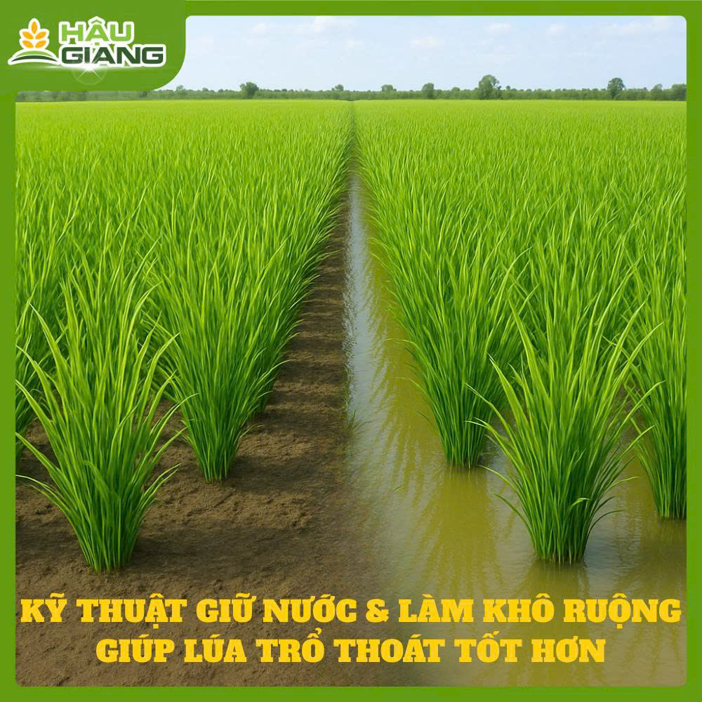 Kỹ Thuật Giữ Nước Làm Khô Ruộng
