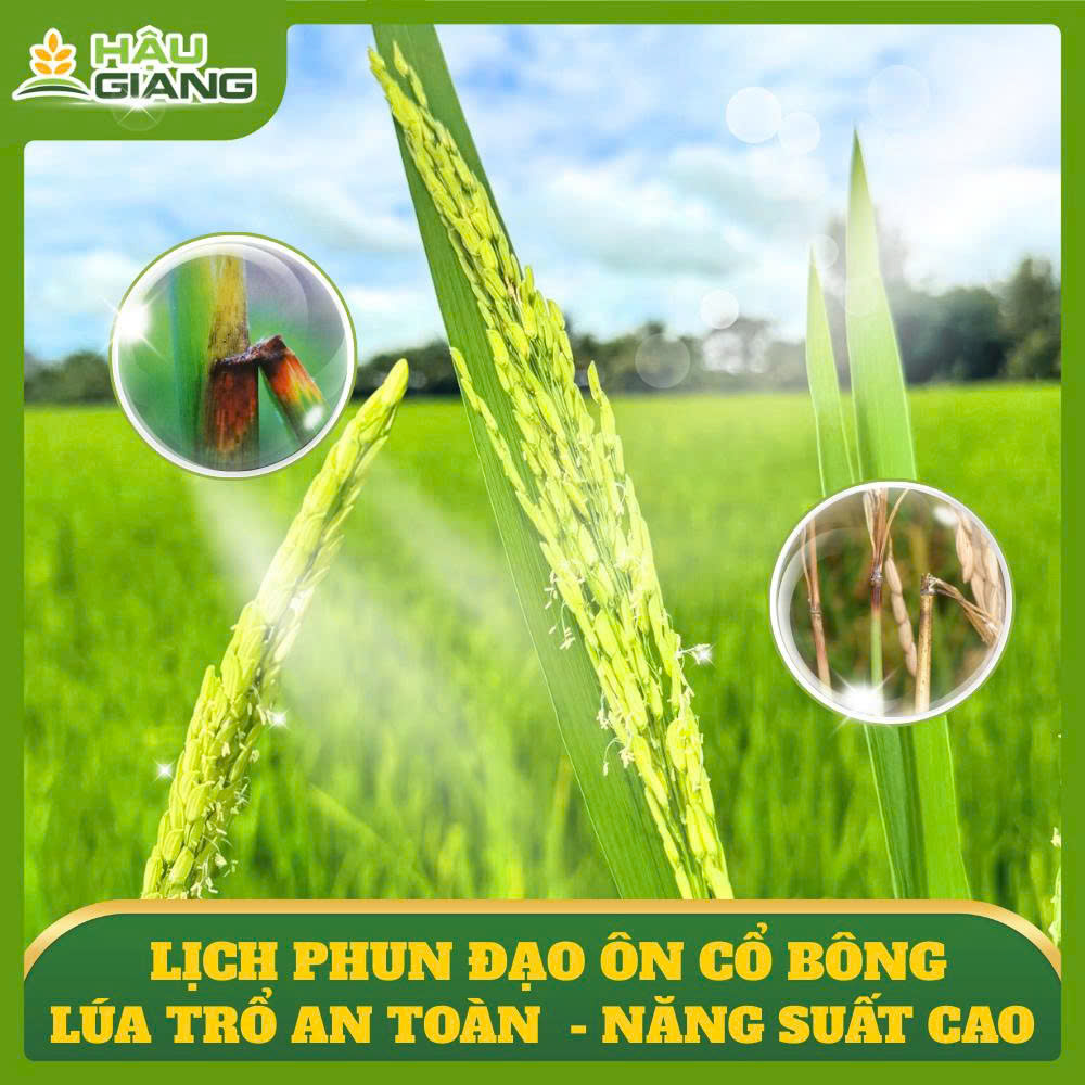 Lịch Phun Đạo Ôn Cổ Bông - Lúa Trổ An Toàn Đạt Năng Suất Cao