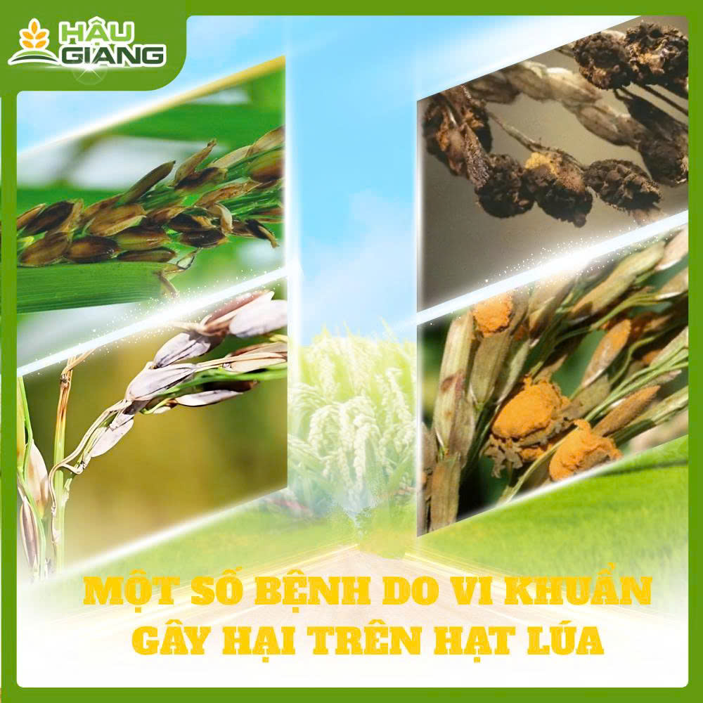 Một Số Bệnh Do Vi Khuẩn Gây Ra Trên Lúa