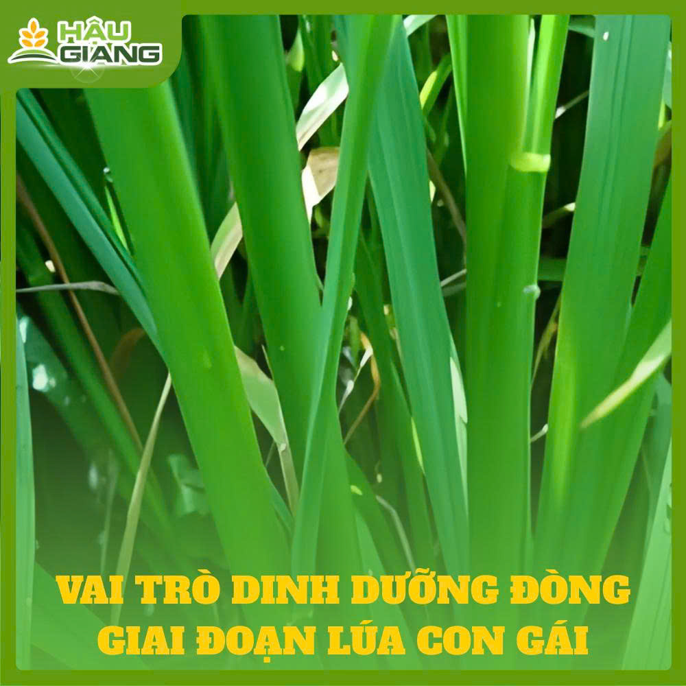 Vai Trò Phân Bón Trong Giai Đoạn Lúa Đẻ Nhánh