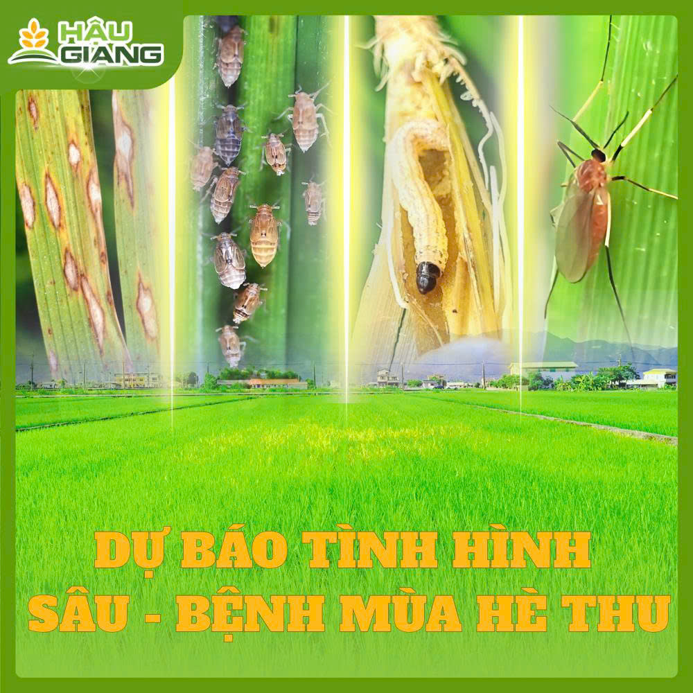 Dự Báo Tình Hình Sâu Bệnh Mùa Hè Thu 2025