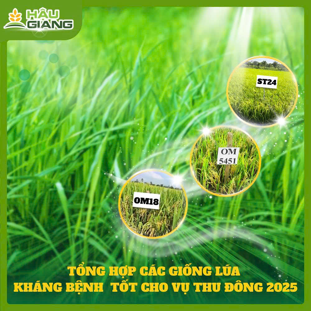 Tổng Hợp Các Giống Lúa Phù Hợp Cho Vụ Sản Xuất Thu Đông