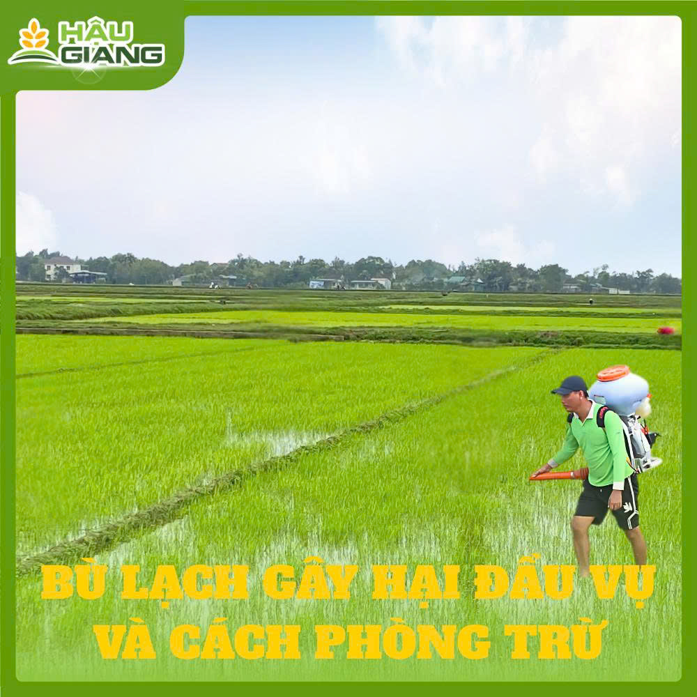 Bù Lạch Gây Hại Đầu Vụ Và Cách Phòng Trừ