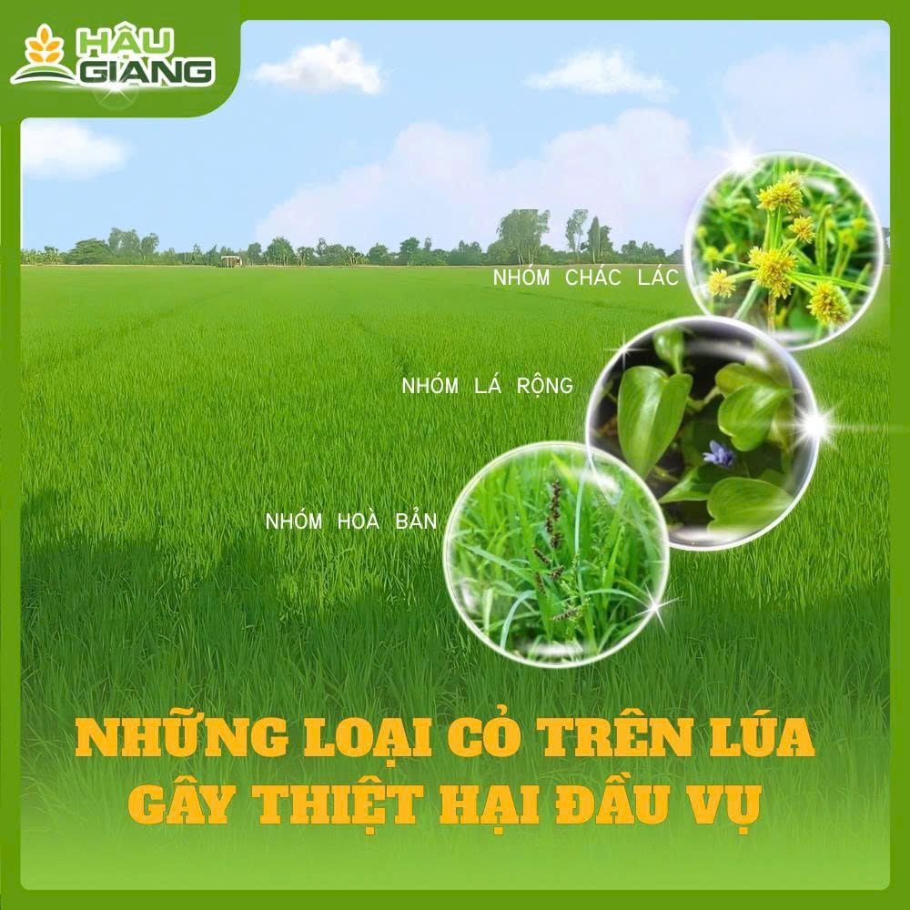 Cỏ Dại Trên Lúa Đầu Vụ Gây Thiệt Hại