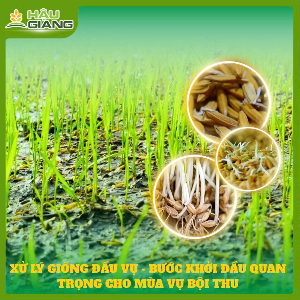 Xử Lý Giống Đầu Vụ – Bước Khởi Đầu Quan Trọng Cho Mùa Vụ Bội Thu