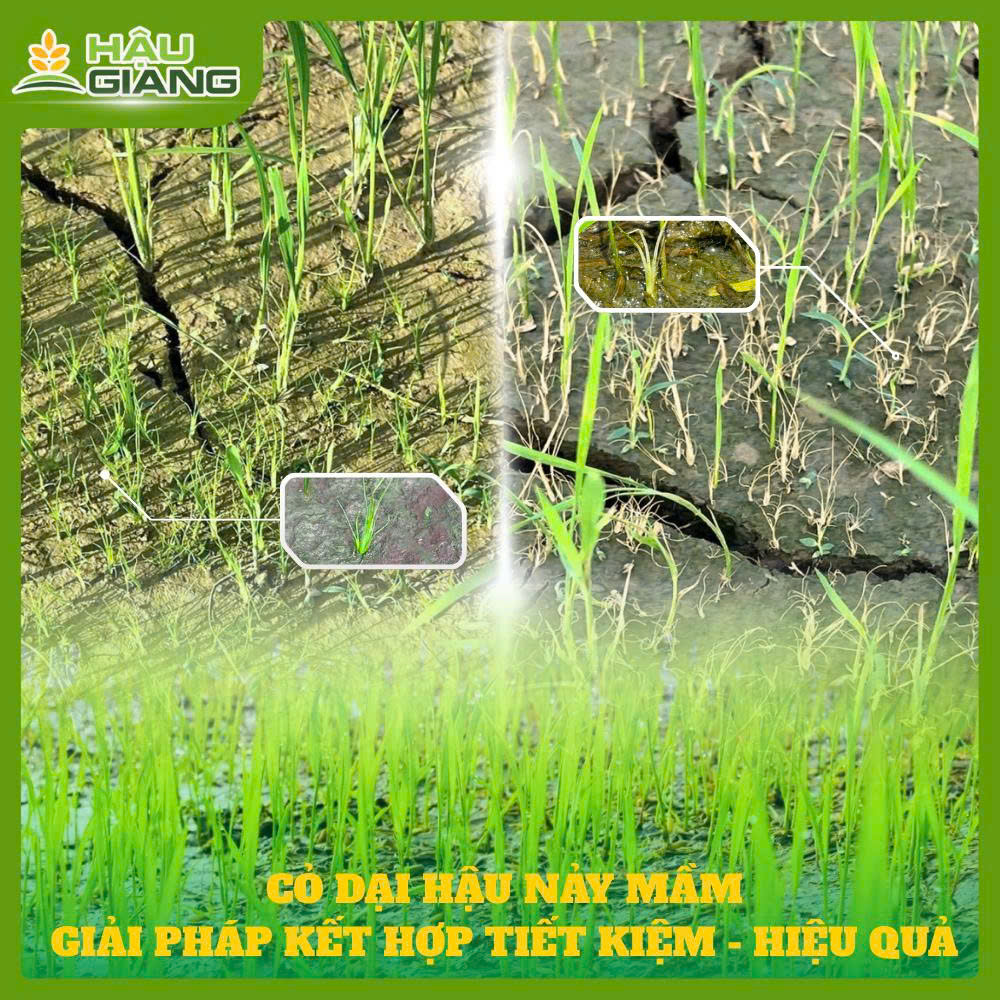 Giải Pháp Diệt Trừ Cỏ Dại Hậu Nảy Mầm Hiệu Quả