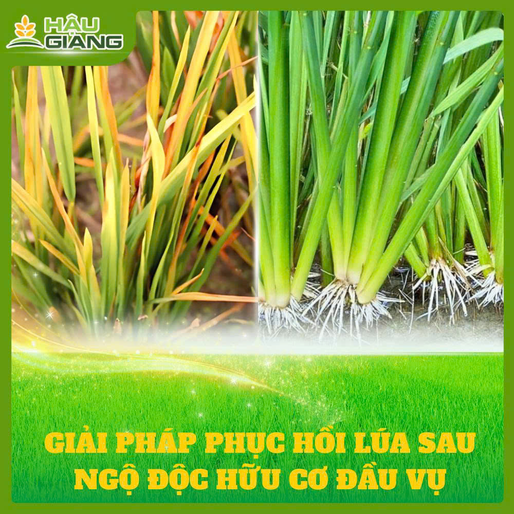 Giải Pháp Phục Hồi Sau Ngộ Độc Hữu Cơ Trên Lúa Đầu Vụ