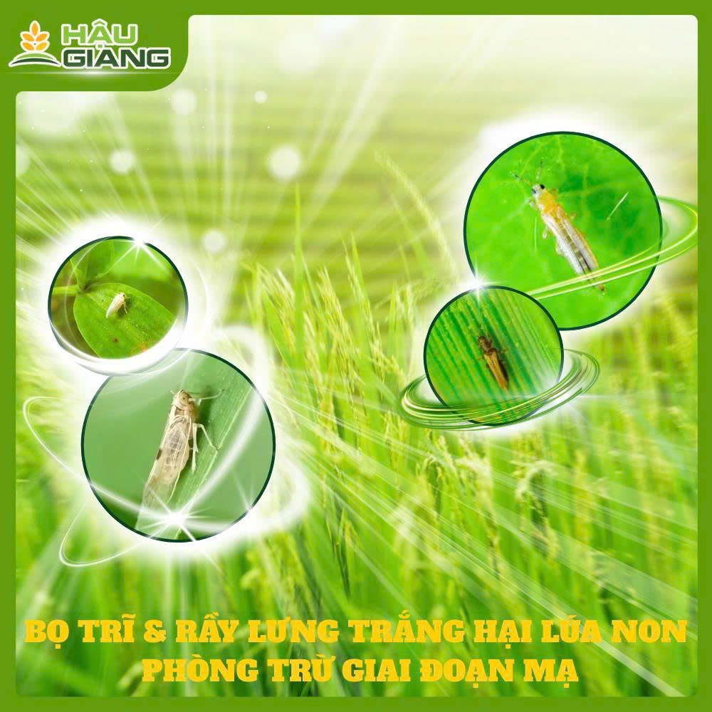 Bọ Trĩ Và Rầy Phấn Trắng Hại Lúa Non - Phòng Từ Giai Đoạn Mạ