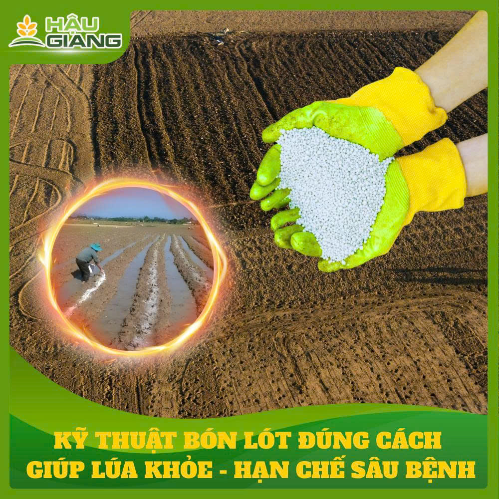 Kỹ Thuật Bón Lót Đúng Cách Giúp Cây Lúa Khỏe, Rễ Cứng – Hạn Chế Sâu Bệnh.