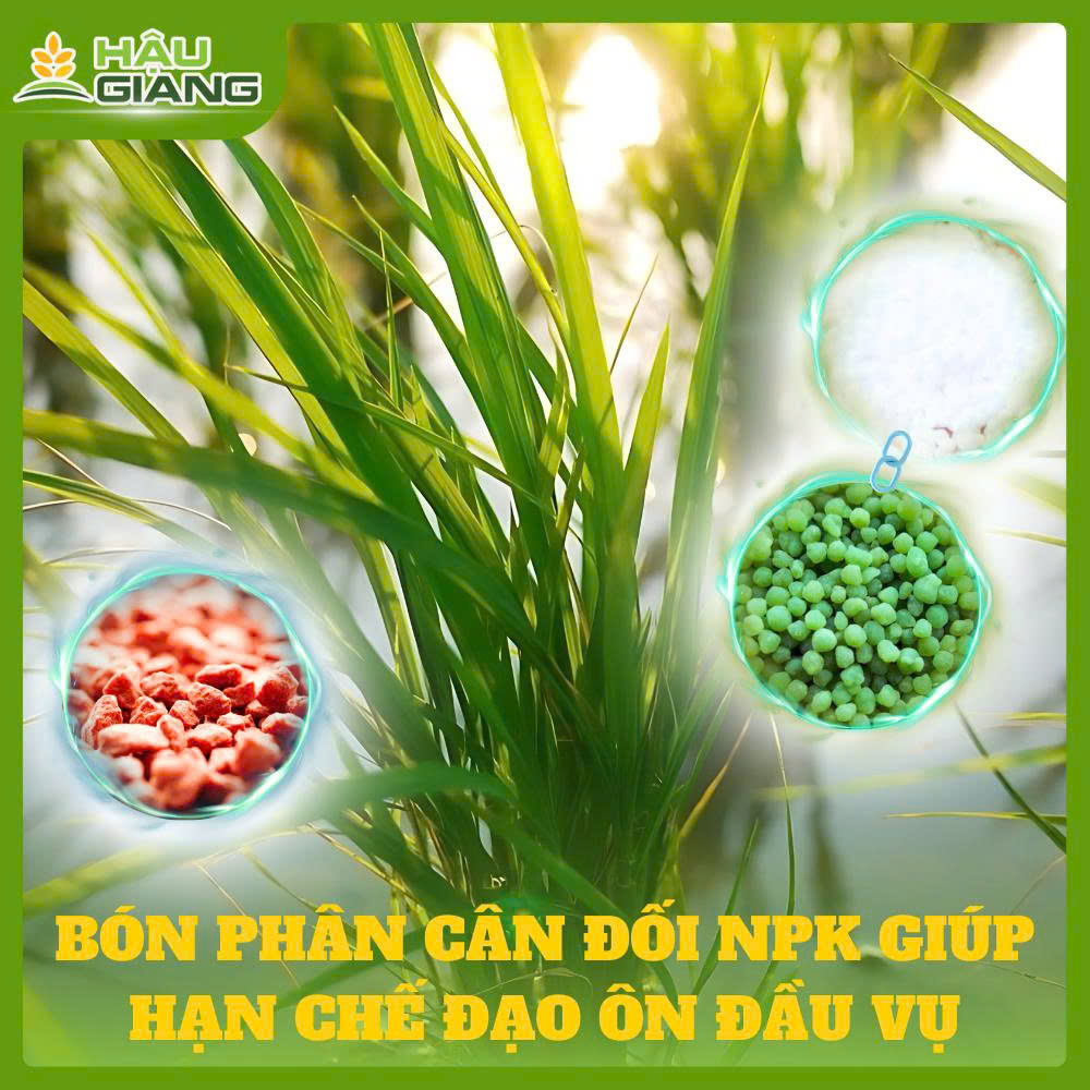 Bón Phân Cân Đối N P K hạn chế bệnh đạo ôn đầu vụ và giải pháp xử lý bằng sản phẩm Vua Đạo Ôn & Siêu Vi Khuẩn