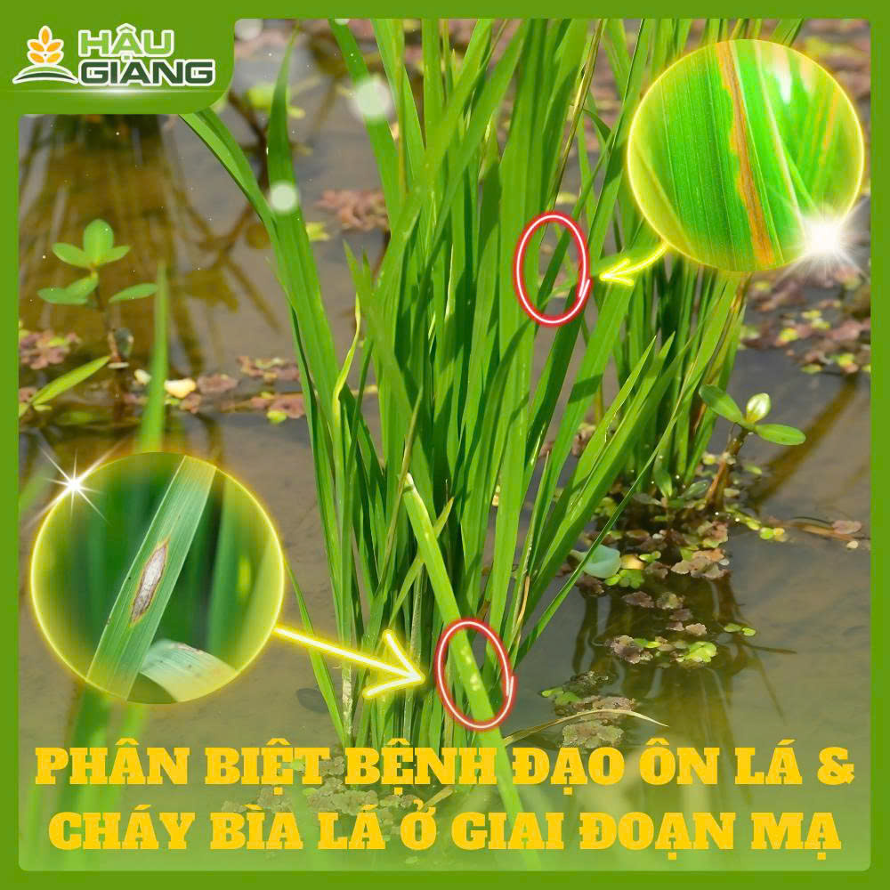 Phân biệt Cháy Bìa Lá Sinh Lý Và Bệnh Đạo Ôn Lá
