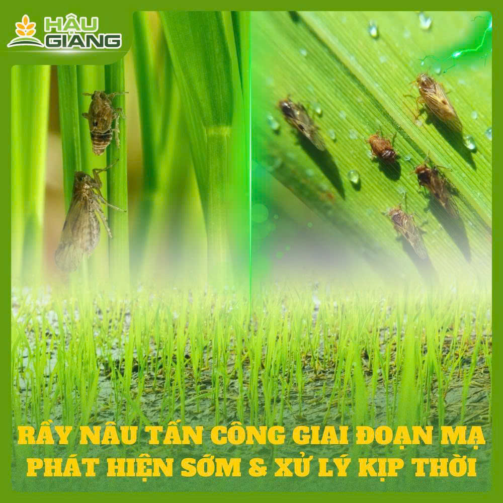 Rầy Nâu Tấn Công Giai Đoạn Mạ: Phát Hiện Sớm – Xử Lý Kịp Thời