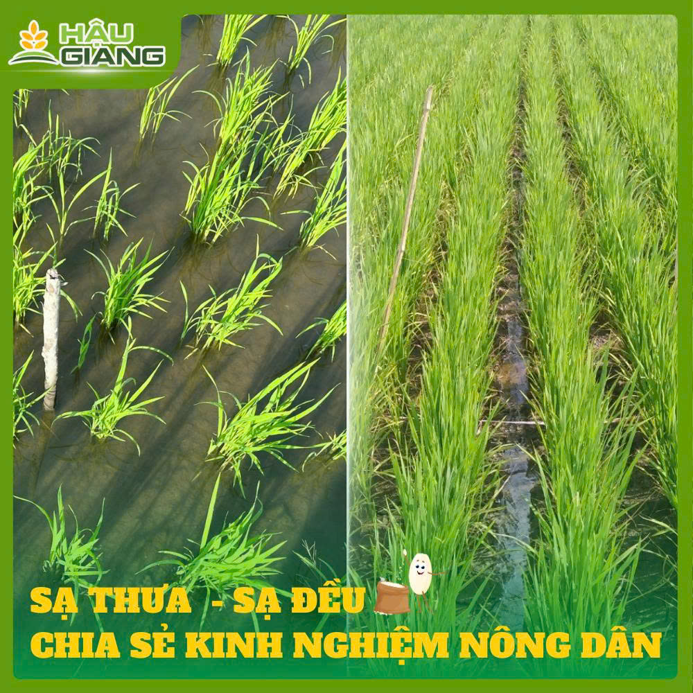Chia Sẻ Kinh Nghiệm Nông Dân: Sạ Thưa - Sạ Đều, Bí Quyết Giúp Lúa Khỏe, Năng Suất Cao
