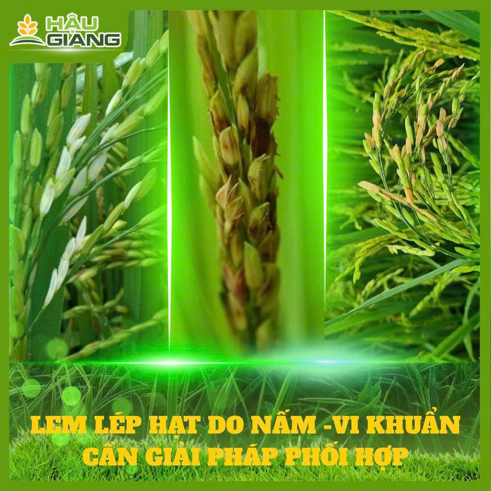 Lem Lép Hạt Do Vi Nấm / Do Vi Khuẩn: Cần Giải Pháp Đồng Bộ Quản Lý