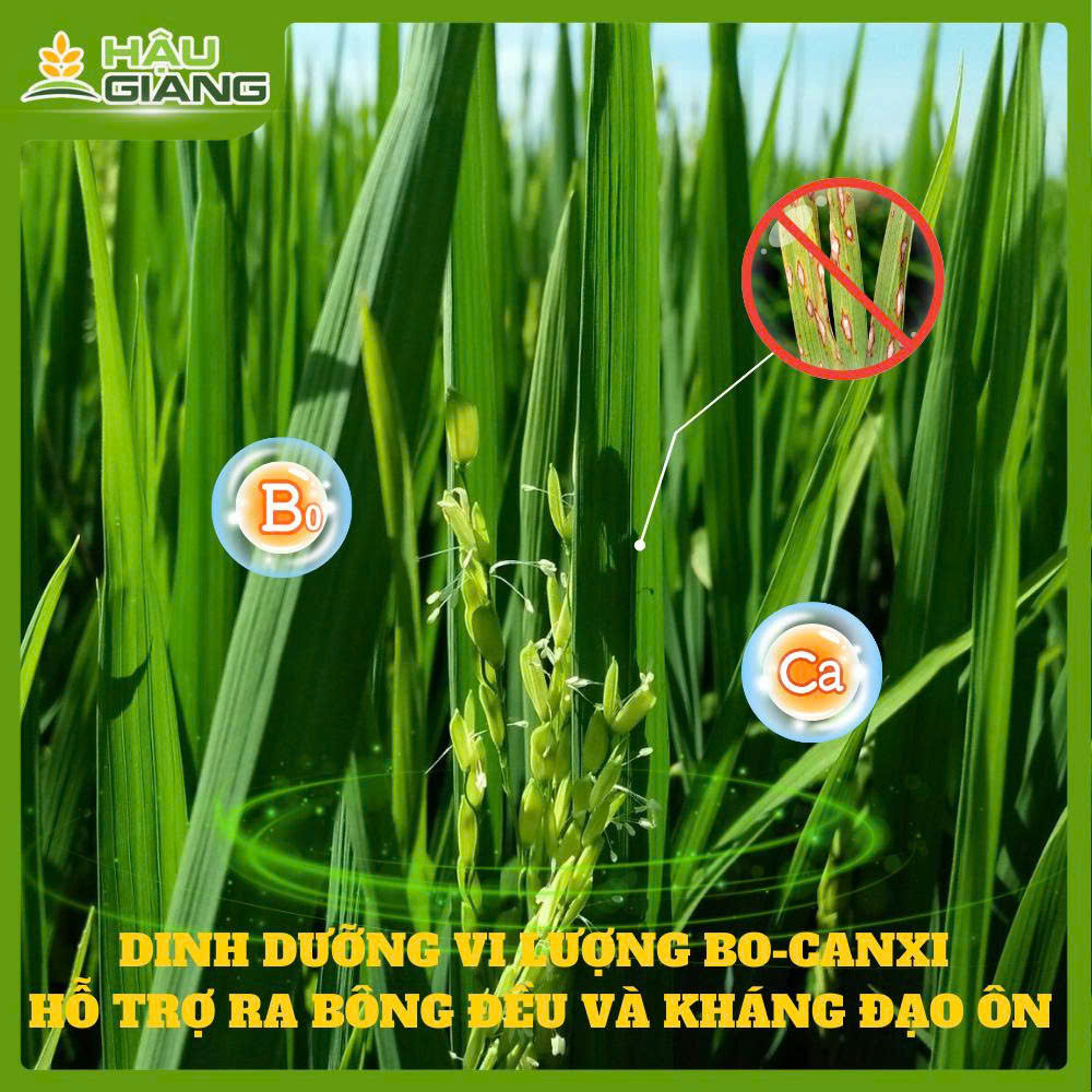 Dinh Dưỡng Vi Lượng Bo, Canxi - Hỗ Trợ Ra Bông Đều, Kháng Bệnh Đạo Ôn Hiệu Qủa