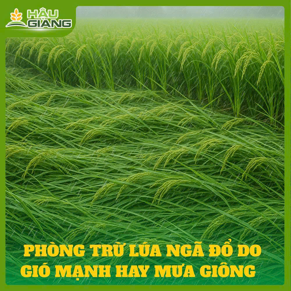 Phòng Chống Lúa Đỗ Ngã Do Gió Mạnh Và Mưa Giông