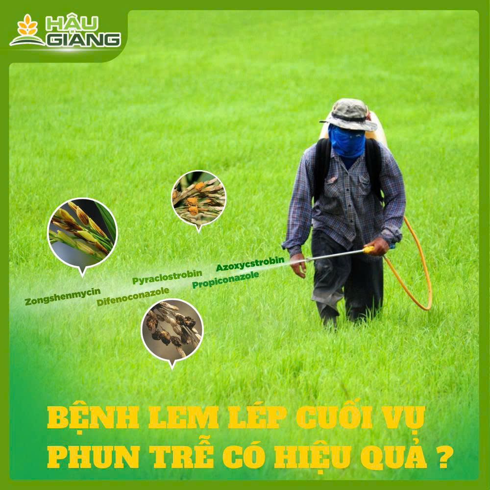 Bệnh Lem Lép Hạt Cuối Vụ - Phun Trễ Có Còn Hiệu Quả