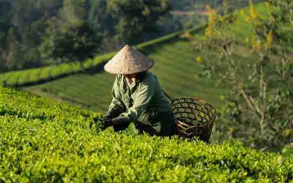 Tea & Matcha