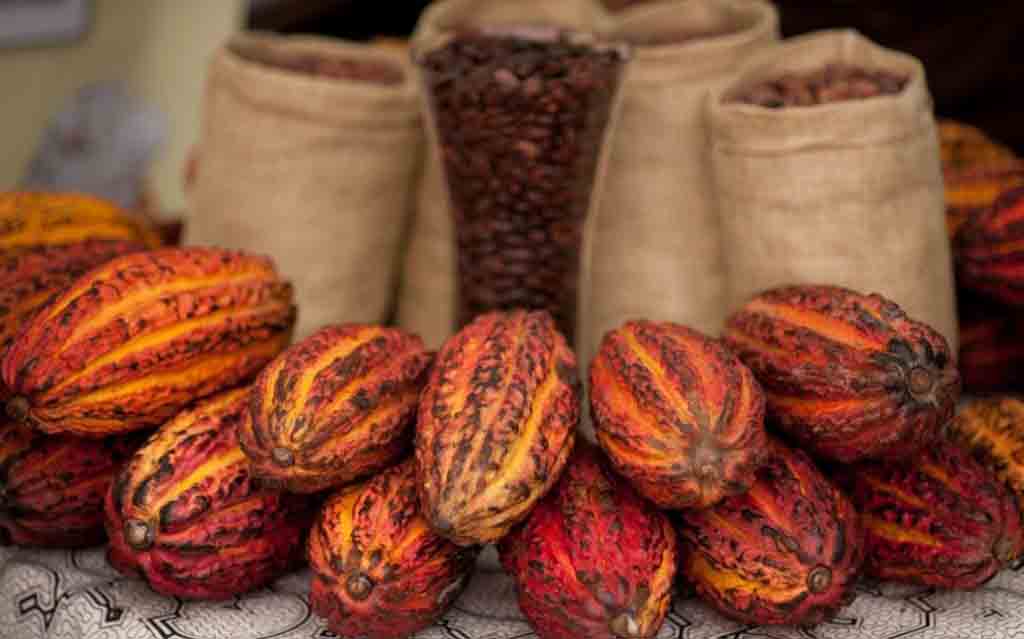 Cacao & Chocolate Ingredients