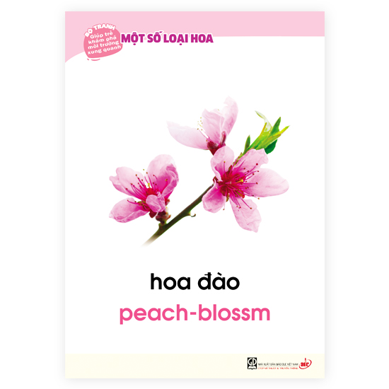 Bộ tranh giúp trẻ khám phá môi trường xung quanh – Một số loại hoa (song ngữ Việt - Anh)