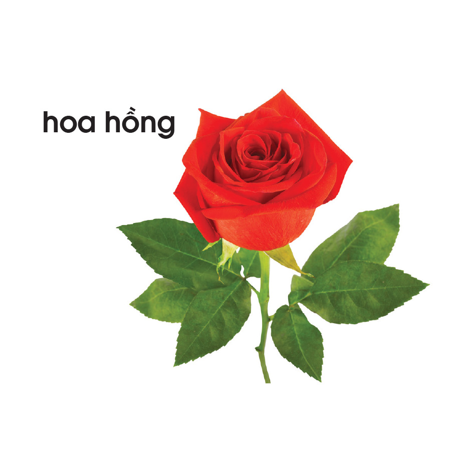 Lô tô các loài hoa
