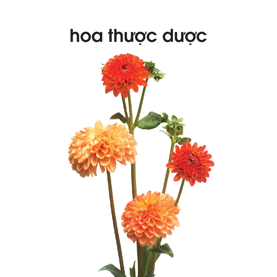 Lô tô các loài hoa