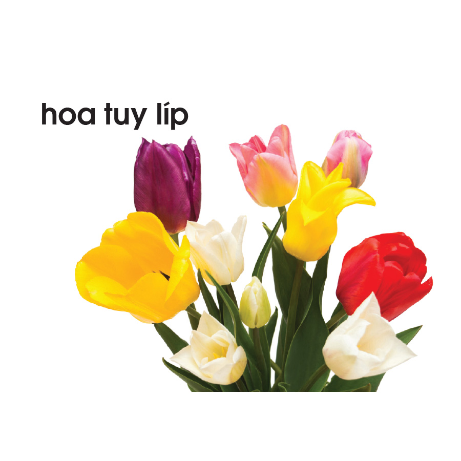 Lô tô các loài hoa