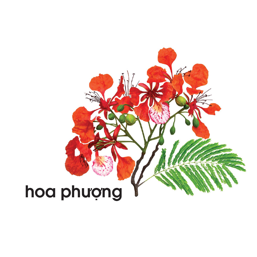 Lô tô các loài hoa