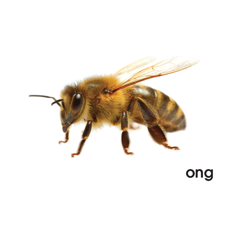 Lô tô động vật