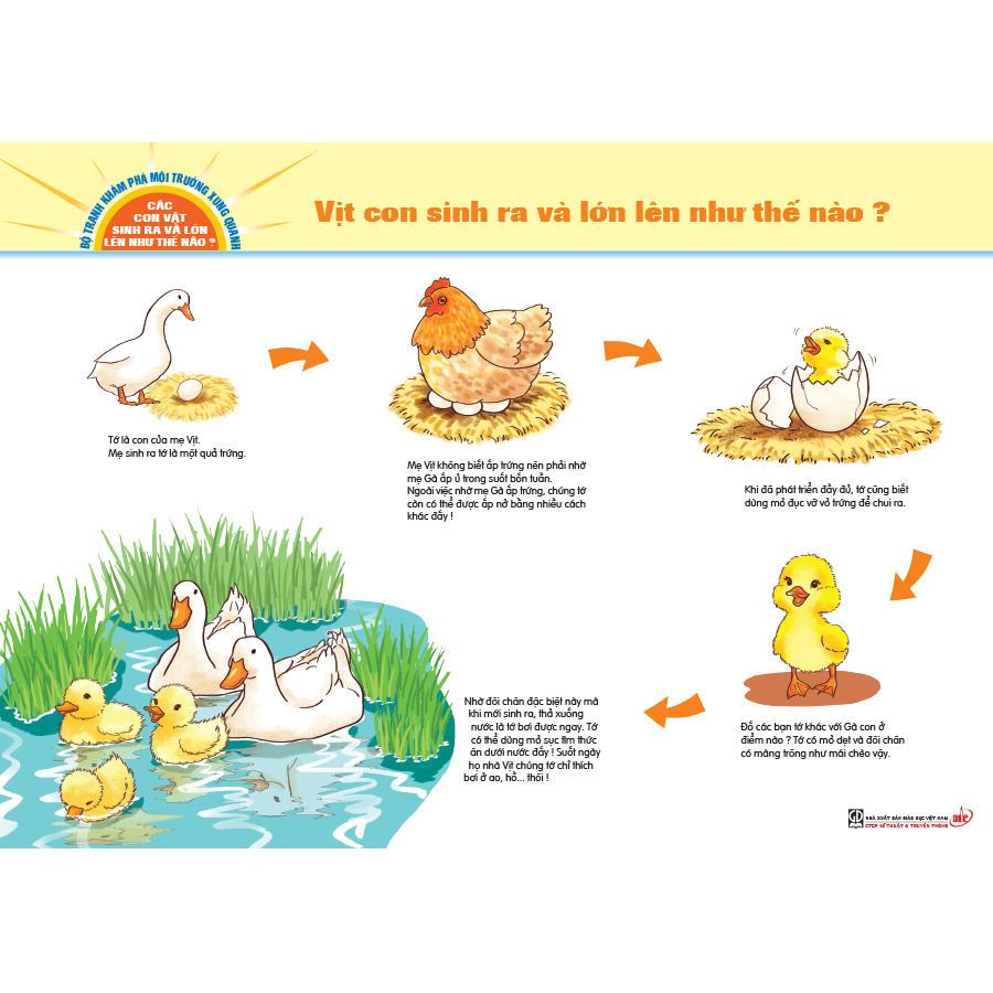 Bộ tranh khám phá môi trường xung quanh – Các con vật sinh ra và lớn lên như thế nào?