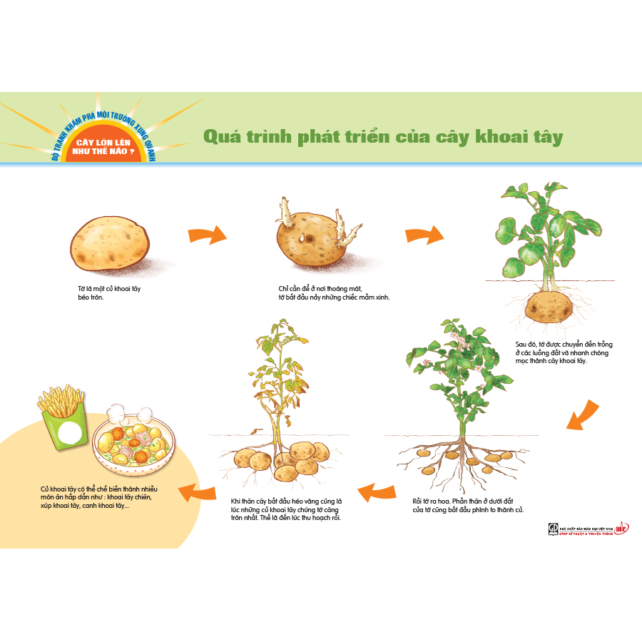 Bộ tranh khám phá môi trường xung quanh – Cây lớn lên như thế nào?