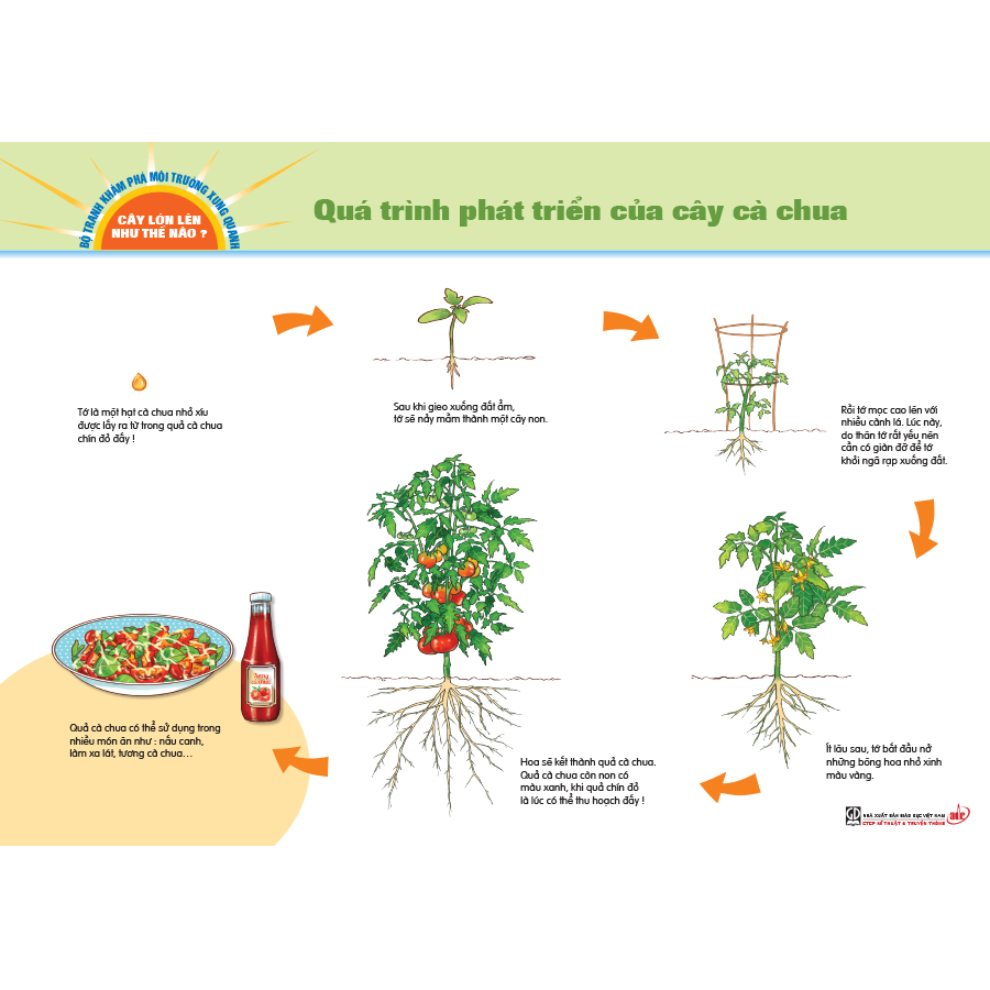 Bộ tranh khám phá môi trường xung quanh – Cây lớn lên như thế nào?