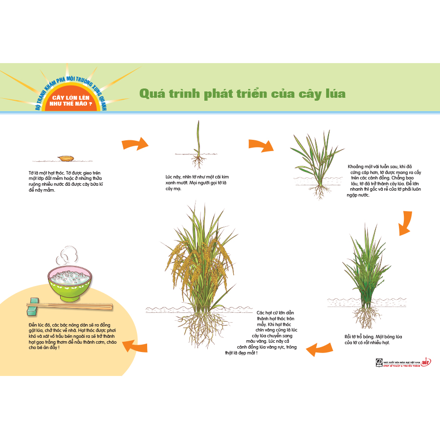 Bộ tranh khám phá môi trường xung quanh – Cây lớn lên như thế nào?