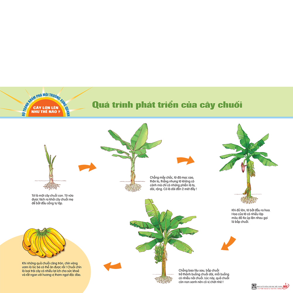Bộ tranh khám phá môi trường xung quanh – Cây lớn lên như thế nào?