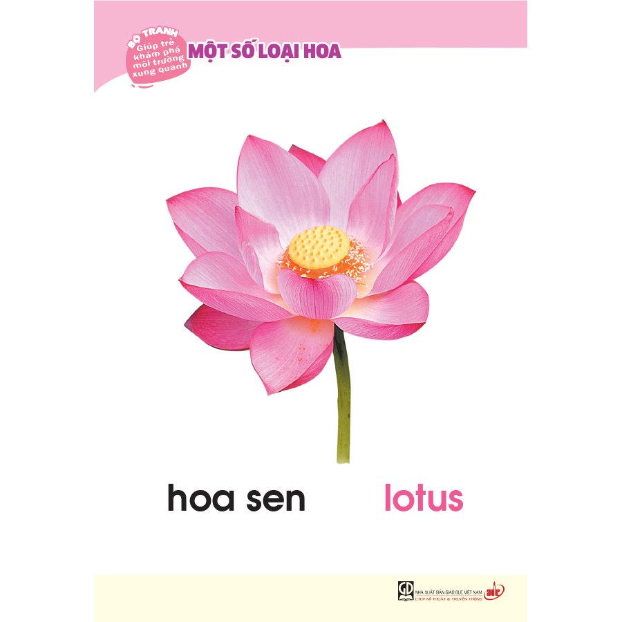 Bộ tranh giúp trẻ khám phá môi trường xung quanh – Một số loại hoa (song ngữ Việt - Anh)