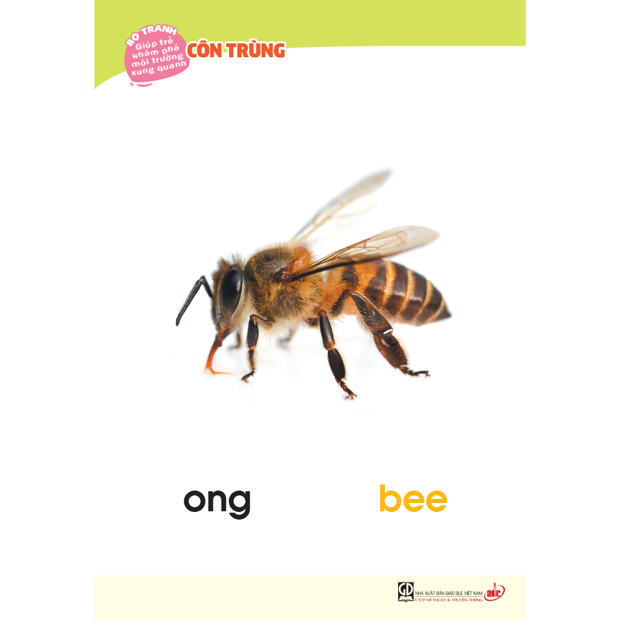 Bộ tranh giúp trẻ khám phá môi trường xung quanh – Côn trùng, chim (song ngữ Việt - Anh)