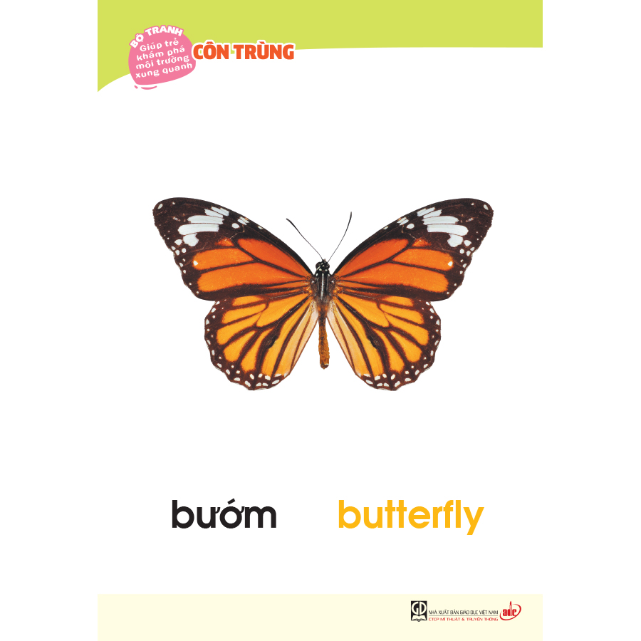 Bộ tranh giúp trẻ khám phá môi trường xung quanh – Côn trùng, chim (song ngữ Việt - Anh)