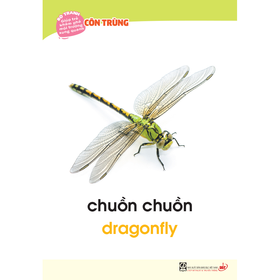 Bộ tranh giúp trẻ khám phá môi trường xung quanh – Côn trùng, chim (song ngữ Việt - Anh)