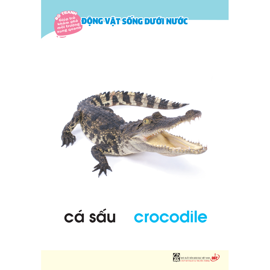 Bộ tranh giúp trẻ khám phá môi trường xung quanh – Động vật sống dưới nước  (song ngữ Việt - Anh)