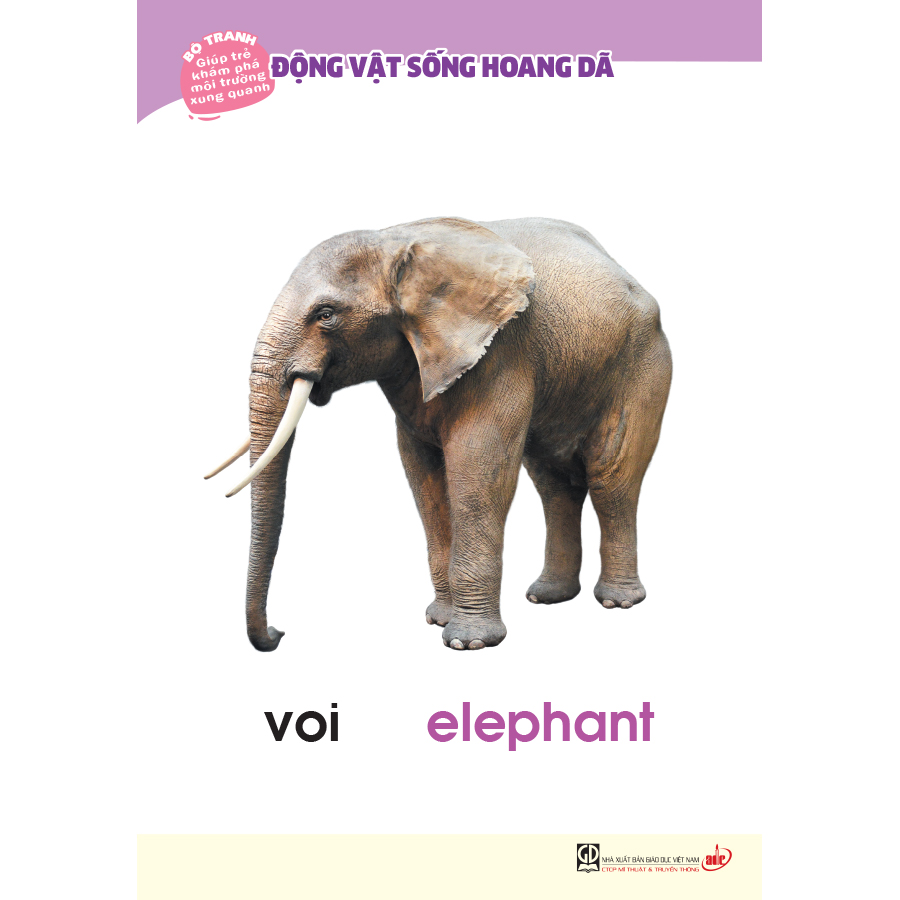 Bộ tranh giúp trẻ khám phá môi trường xung quanh – Động vật sống hoang dã (song ngữ Việt - Anh)
