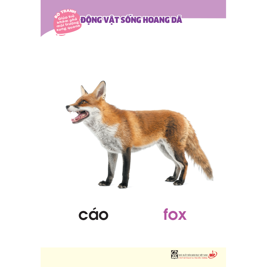 Bộ tranh giúp trẻ khám phá môi trường xung quanh – Động vật sống hoang dã (song ngữ Việt - Anh)