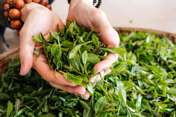 Tóc mượt nhanh: “đúng cách gội” quan trọng hơn bạn nghĩ