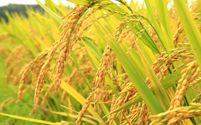 Các thời điểm vàng để bón thúc cho lúa