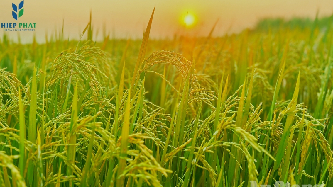 PHÂN BÓN HIỆP PHÁT