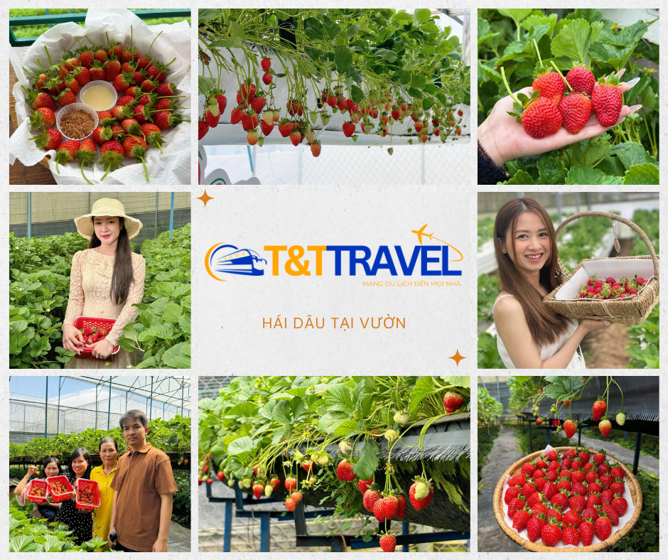 TOUR ĐÀ LẠT 3N3Đ SIÊU TIẾT KIỆM 2026|XE GIƯỜNG NẰM