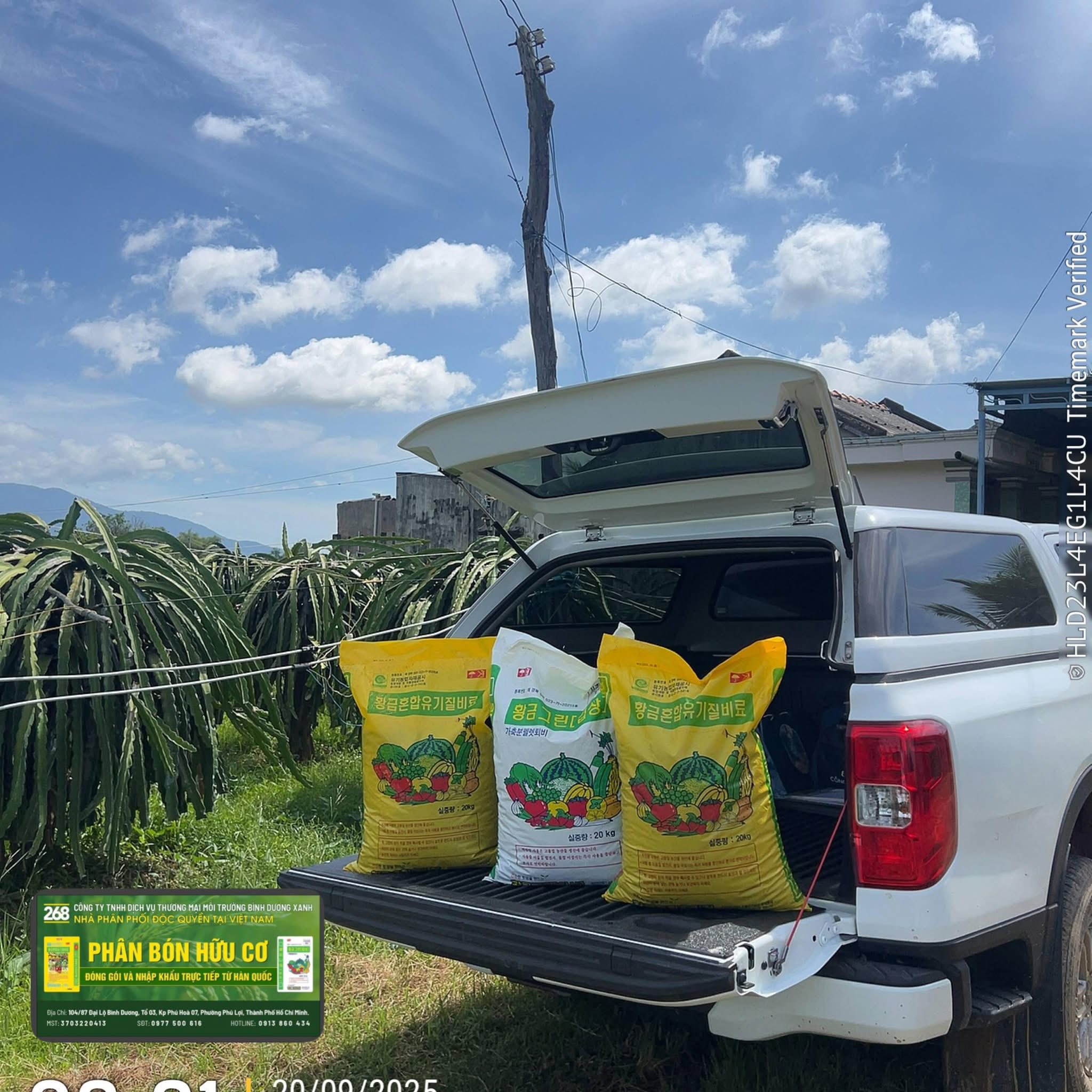 QUY TRÌNH TRỊ BỆNH VÀNG LÁ CHẾT CHẬM BẰNG VI SINH -(Phục hồi rễ – cải tạo đất – phòng tái phát bền vững)