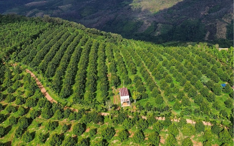 LibeGreen hướng tới phát triển vùng nguyên liệu quy mô lớn: Mở rộng hợp tác trên hàng trăm hecta