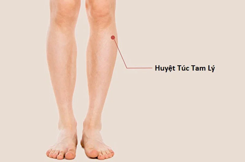 Huyệt Túc Tam Lý (ST36)