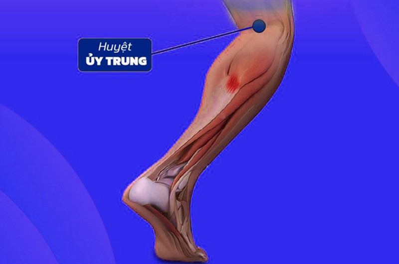 Huyệt Ủy Trung (BL40)