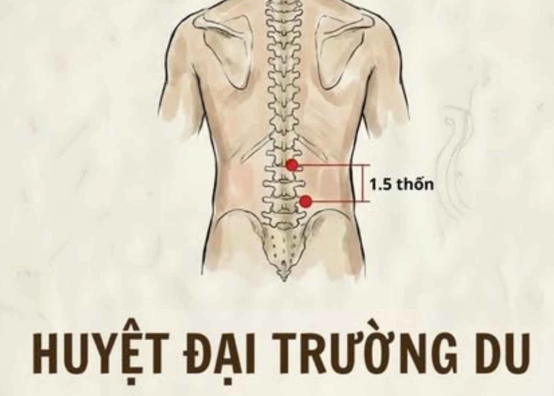 Huyệt Đại Trường Du (BL25) – lưng dưới và thần kinh tọa